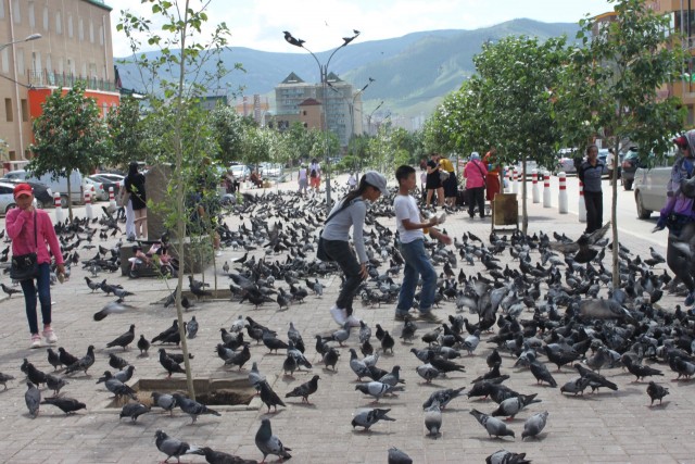 На улицах Улан-Батора животных тоже хватает