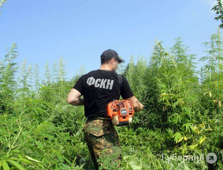 Конопля в хабаровском крае смертность от наркотиков